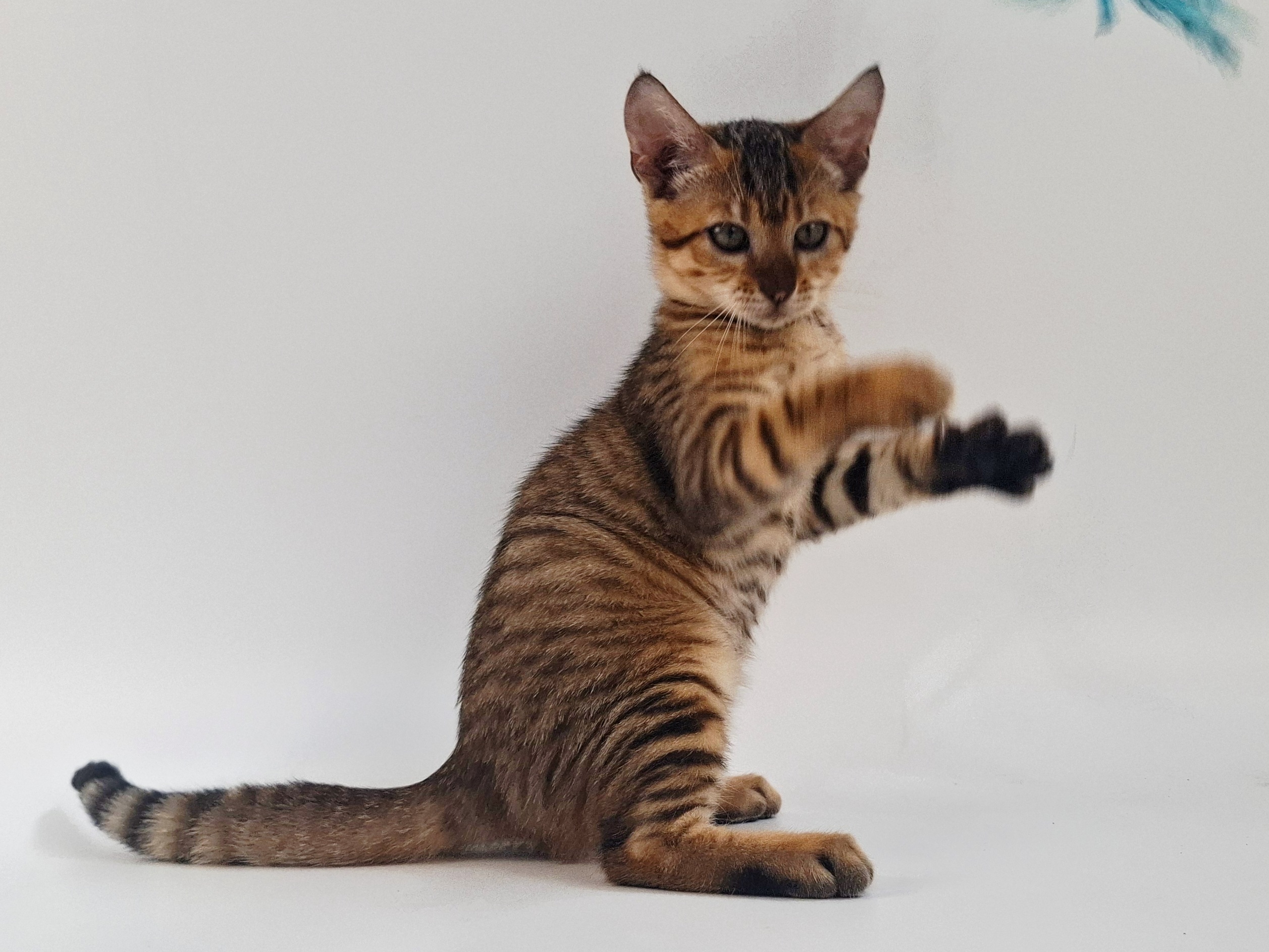 Kitten 9